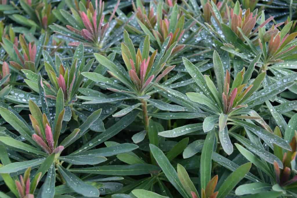 Euphorbia x martini ---